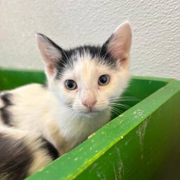 Jimmy -  Domestic Short Hair Cat for Adoption in West Des Moines, Iowa - Jimmy | PetCurious