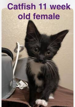 Catfish -  Domestic Short Hair Cat for Adoption in Mustang, Oklahoma - Catfish | PetCurious