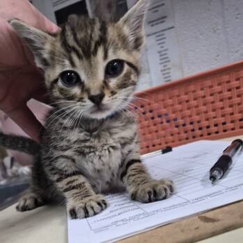 Rescue Domestic Medium Hair Cats for Adoption in Ardmore, Oklahoma - Twizler | PetCurious