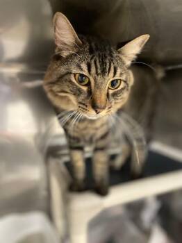 Rescue Maine Coon and Domestic Medium Hair Cats for Adoption in Lynn Haven, Florida - MAVERICK | PetCurious