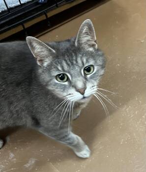Lexi -  Domestic Short Hair Cat Available for Adoption in Blasdell, New York - Lexi | PetCurious