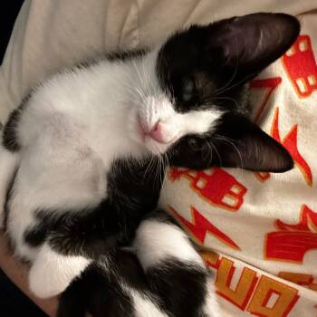 Dumbo -  Domestic Short Hair Cat for Adoption in Richmond, Virginia - Dumbo | PetCurious
