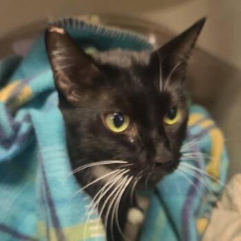 Meows -  Domestic Short Hair Cat for Adoption in Hemet, California - Meows | PetCurious