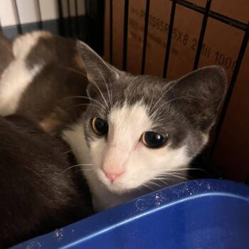 Tillie -  Domestic Short Hair Cat for Adoption in Salisbury, Massachusetts - Tillie | PetCurious