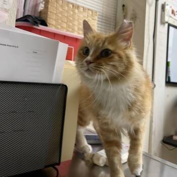 Rescue Domestic Long Hair Cats for Adoption in Pekin, Illinois - Takoda | PetCurious