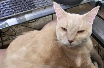 Rescue Domestic Short Hair Cats for Adoption in Fishers, Indiana - Jax | PetCurious