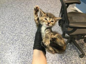 Domestic Short Hair Cats Available for Adoption in Thousand Palms, California - A1919543 | PetCurious