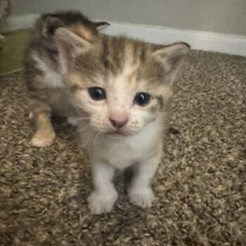 Calico and Tabby Cats Available for Adoption in Pottsboro, Texas - Maeve | PetCurious