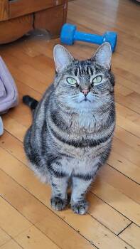 Tattoune (et Lily) -  Domestic Short Hair Cat for Adoption in Montreal, Quebec - Tattoune (et Lily) | PetCurious