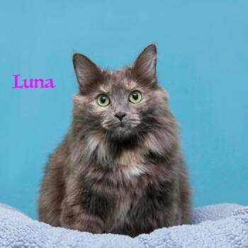 Domestic Long Hair and Domestic Short Hair Cats Available for Adoption in Parma, Ohio - Luna | PetCurious