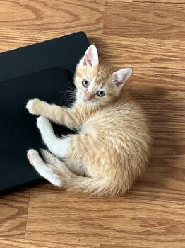 Domestic Short Hair Cats Available for Adoption in Walled Lake, Michigan - Cheez-it (must Be Adopted With Goldfish) | PetCurious