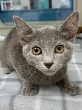 Amperling -  Domestic Short Hair Cat for Adoption in Hartsville, South Carolina - Amperling | PetCurious