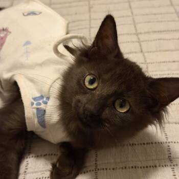 Marmie -  Domestic Medium Hair Cat for Adoption in Chandler, Arizona - Marmie | PetCurious