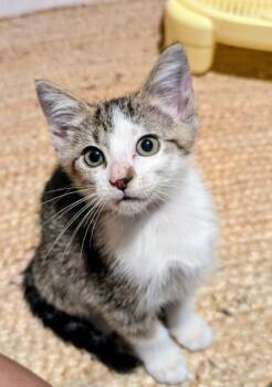 Domestic Short Hair Cats Available for Adoption in San Antonio, Texas - Jameson | PetCurious