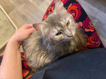 Jolene -  Domestic Medium Hair Cat for Adoption in Cincinnati, Ohio - Jolene | PetCurious