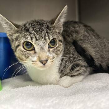 Domestic Short Hair Cats Available for Adoption - Evan | PetCurious