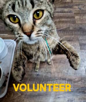 Volunteer -  Domestic Short Hair Cat Available for Adoption in Rome, Georgia - Volunteer | PetCurious