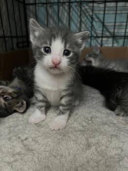 Posie -  Domestic Short Hair Cat for Adoption in Mcpherson, Kansas - Posie | PetCurious