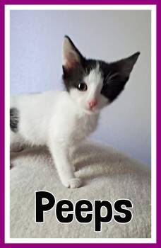 Rescue Domestic Short Hair Cats for Adoption in Valley City, North Dakota - Peeps | PetCurious