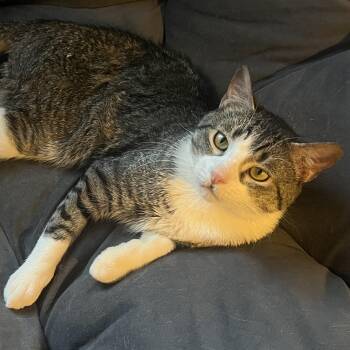 Skyler -  Domestic Short Hair Cat Available for Adoption in Pikesville, Maryland - Skyler | PetCurious