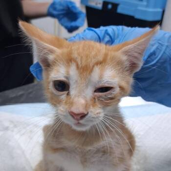 Revlon -  Domestic Short Hair Cat for Adoption in Summerville, South Carolina - Revlon | PetCurious