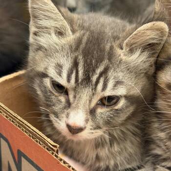 Built-In Microwave -  Domestic Short Hair Cat for Adoption in Westminster, California - Built-In Microwave | PetCurious