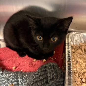 Betsy -  Domestic Short Hair Cat for Adoption in Charlottesville, Virginia - Betsy | PetCurious