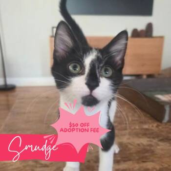 Smudge -  Domestic Short Hair Cat for Adoption in Chattanooga, Tennessee - Smudge | PetCurious