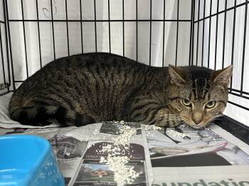 Jon Tanner -  Domestic Short Hair Cat for Adoption in Williamsburg, Virginia - Jon Tanner | PetCurious
