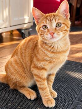 Cheez Whiz -  Domestic Short Hair Cat for Adoption in Springdale, Pennsylvania - Cheez Whiz | PetCurious