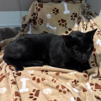 IVHS-Stray-144547 -  Domestic Short Hair Cat for Adoption in San Gabriel, California - IVHS-Stray-144547 | PetCurious