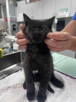 Rescue American Shorthair and Domestic Short Hair Cats for Adoption in Mount Morris, Michigan - Shazah | PetCurious