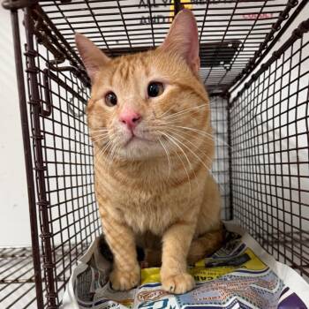 Burger (Theo) -  Domestic Short Hair Cat for Adoption in Edinburg, Texas - Burger (Theo) | PetCurious