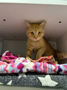 Turkey -  Domestic Short Hair Cat for Adoption in Chattanooga, Tennessee - Turkey | PetCurious