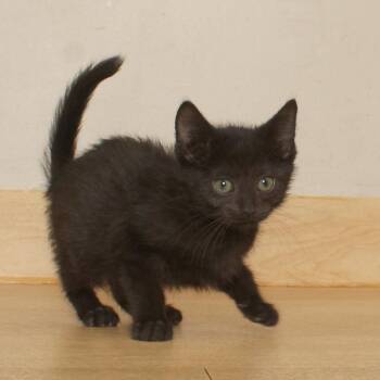Nyxie C71038 -  Domestic Short Hair Cat for Adoption in Minnetonka, Minnesota - Nyxie C71038 | PetCurious
