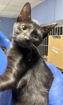Pickles -  Domestic Short Hair Cat for Adoption - Pickles | PetCurious