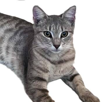 Mork -  Domestic Short Hair Cat for Adoption in North Myrtle Beach, South Carolina - Mork | PetCurious