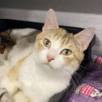 Scotch -  Domestic Short Hair Cat Available for Adoption in Sheridan, Wyoming - Scotch | PetCurious