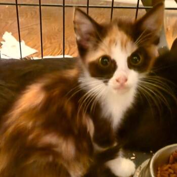 Persephone -  Domestic Short Hair Cat for Adoption in San Antonio, Texas - Persephone | PetCurious