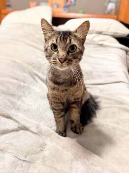 Murphy Lee -  Domestic Short Hair Cat for Adoption in Winnipeg, Manitoba - Murphy Lee | PetCurious
