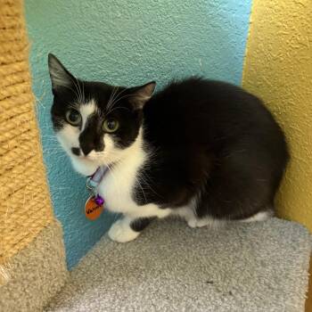 Valerie and Fabio -  Domestic Short Hair Cat for Adoption in Springfield, Missouri - Valerie And Fabio | PetCurious