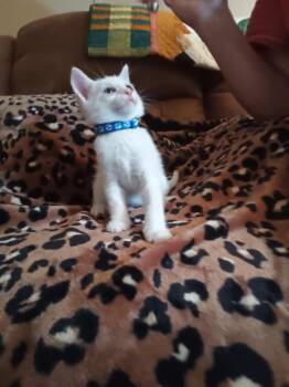 Domestic Short Hair Cats Available for Adoption in The Woodlands, Texas - Snowflake | PetCurious