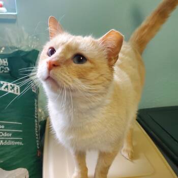 Rescue Domestic Short Hair Cats for Adoption in Pittsburgh, Pennsylvania - Cedar | PetCurious