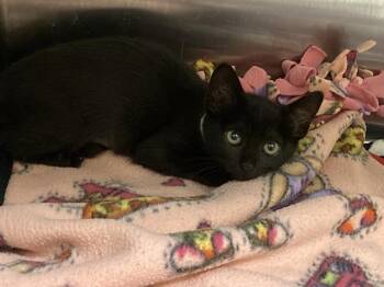 Domestic Short Hair Cats Available for Adoption in Tustin, California - SUKI | PetCurious