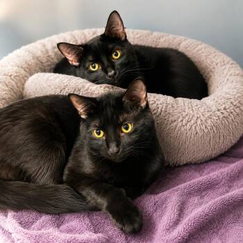 Gibbous -  Domestic Short Hair Cat for Adoption in Hopkinton, Massachusetts - Gibbous | PetCurious