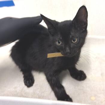 IVHS-A-142075 -  Domestic Short Hair Cat for Adoption in San Gabriel, California - IVHS-A-142075 | PetCurious