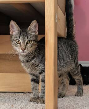 Rescue Domestic Short Hair Cats for Adoption in Evans, Georgia - Shirley | PetCurious