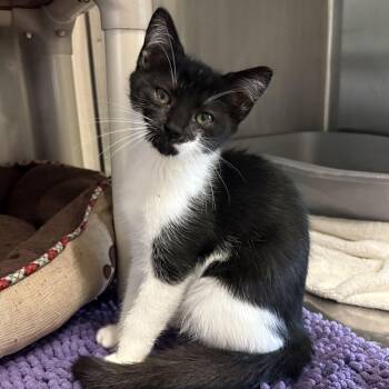 Cindy Clawford -  Domestic Short Hair Cat for Adoption in Honesdale, Pennsylvania - Cindy Clawford | PetCurious