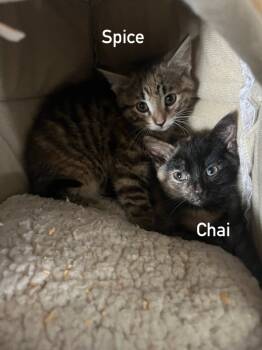 Rescue Domestic Medium Hair Cats for Adoption in Kell, Illinois - Chai | PetCurious