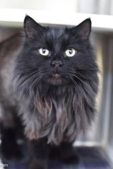 Domestic Long Hair Cats Available for Adoption in Baltimore, Maryland - Seamus | PetCurious